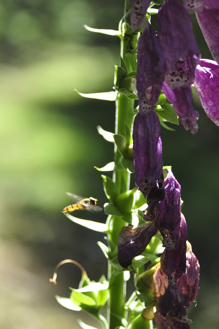 bee, wasp, flowers, forest, plant, growth, flowering plant HD wallpaper