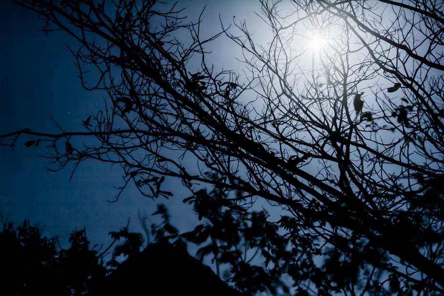 india, coimbatore, moon, night, mountain, trees, blue, silhouette HD wallpaper