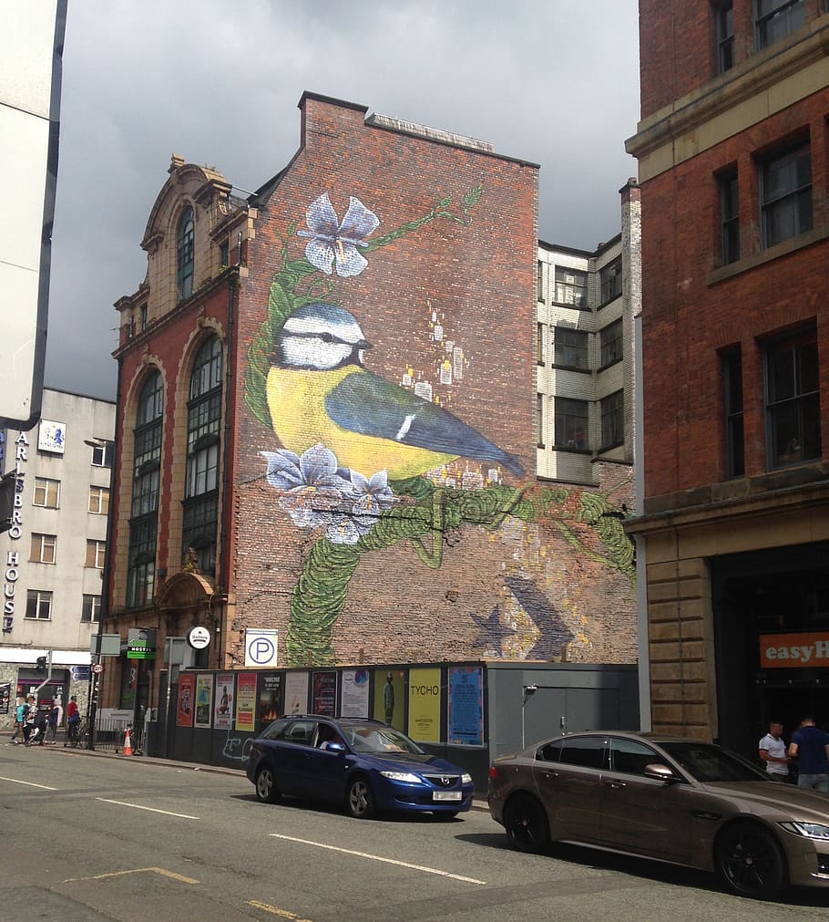 Giant Blue Tit Great Tit mural on the side of a building on Newton Street, Manchester.