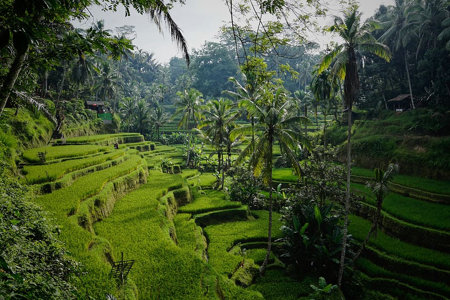 green rice field, green color, plant, tree, beauty in nature HD wallpaper