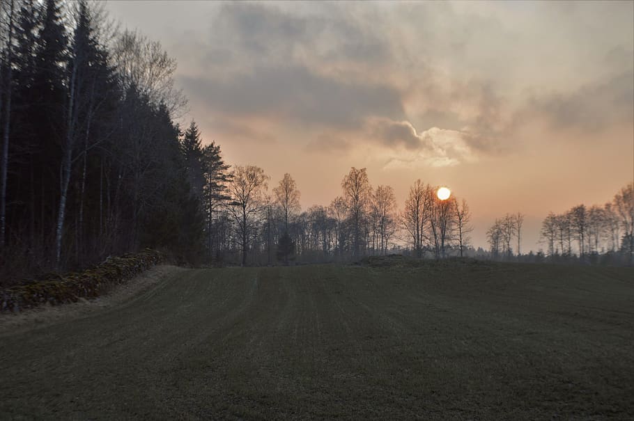 sweden, sun, forest, nature, tree, trees, outdoor, sunset, field HD wallpaper