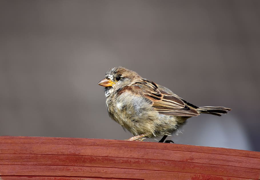 sparrow, bird, nature, sperling, animal world, close up, feather HD wallpaper