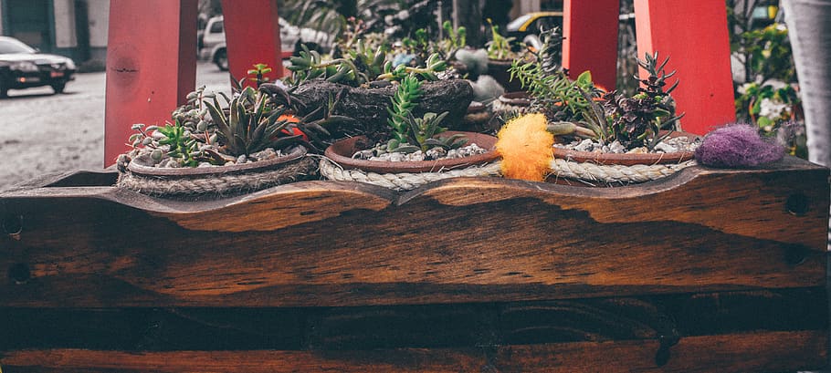 barrio italia, plant, day, no people, potted plant, wood - material HD wallpaper