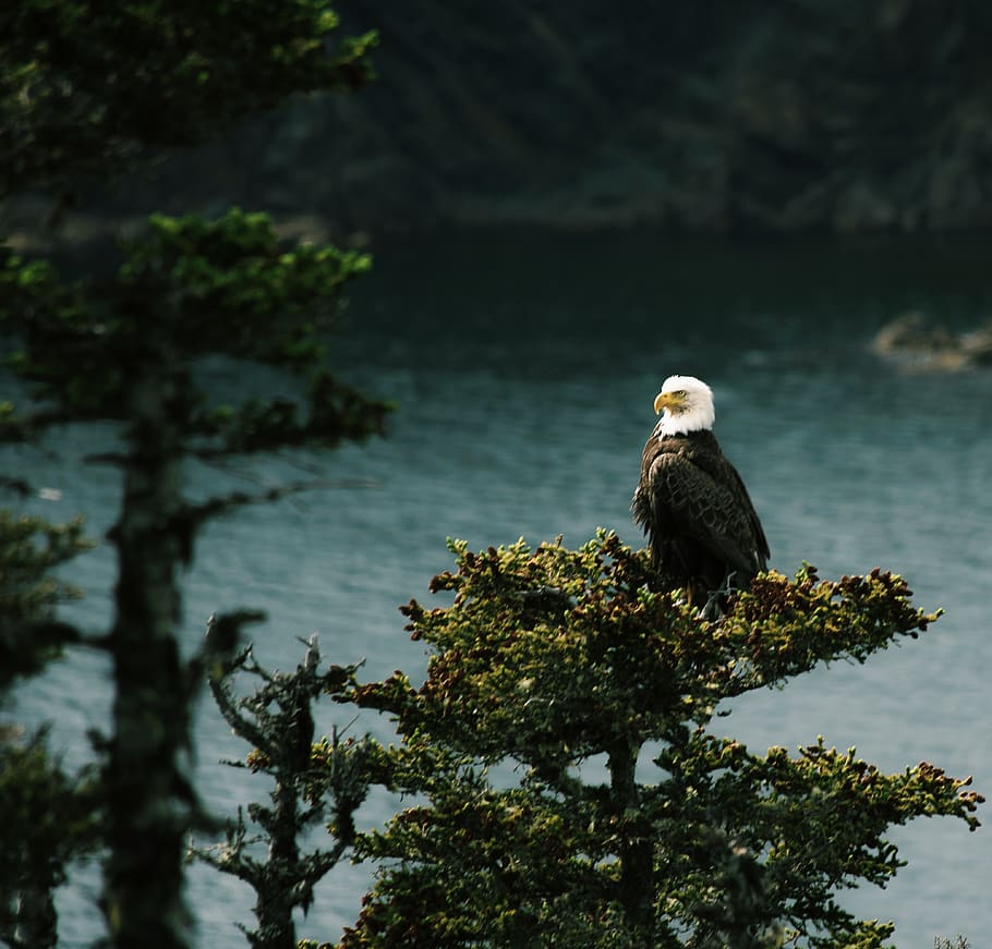 newfoundland, canada, tree, ocean, water, bald eagle, green HD wallpaper