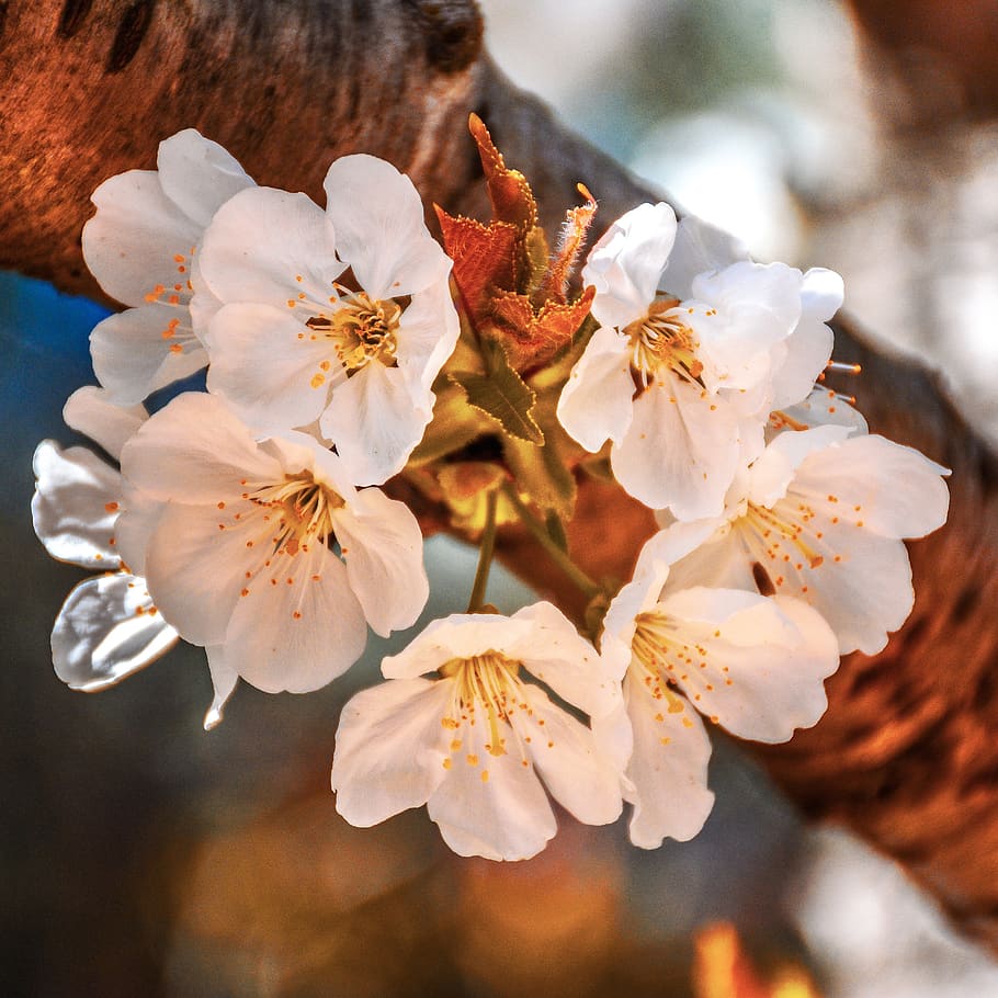 tree, branch, bark, limb, blossoms, white, flowers, floral HD wallpaper