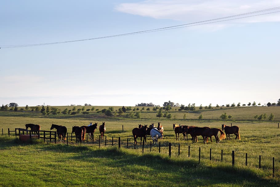 bagé, brazil, horses, haras, horse farm, pampa, animal themes HD wallpaper