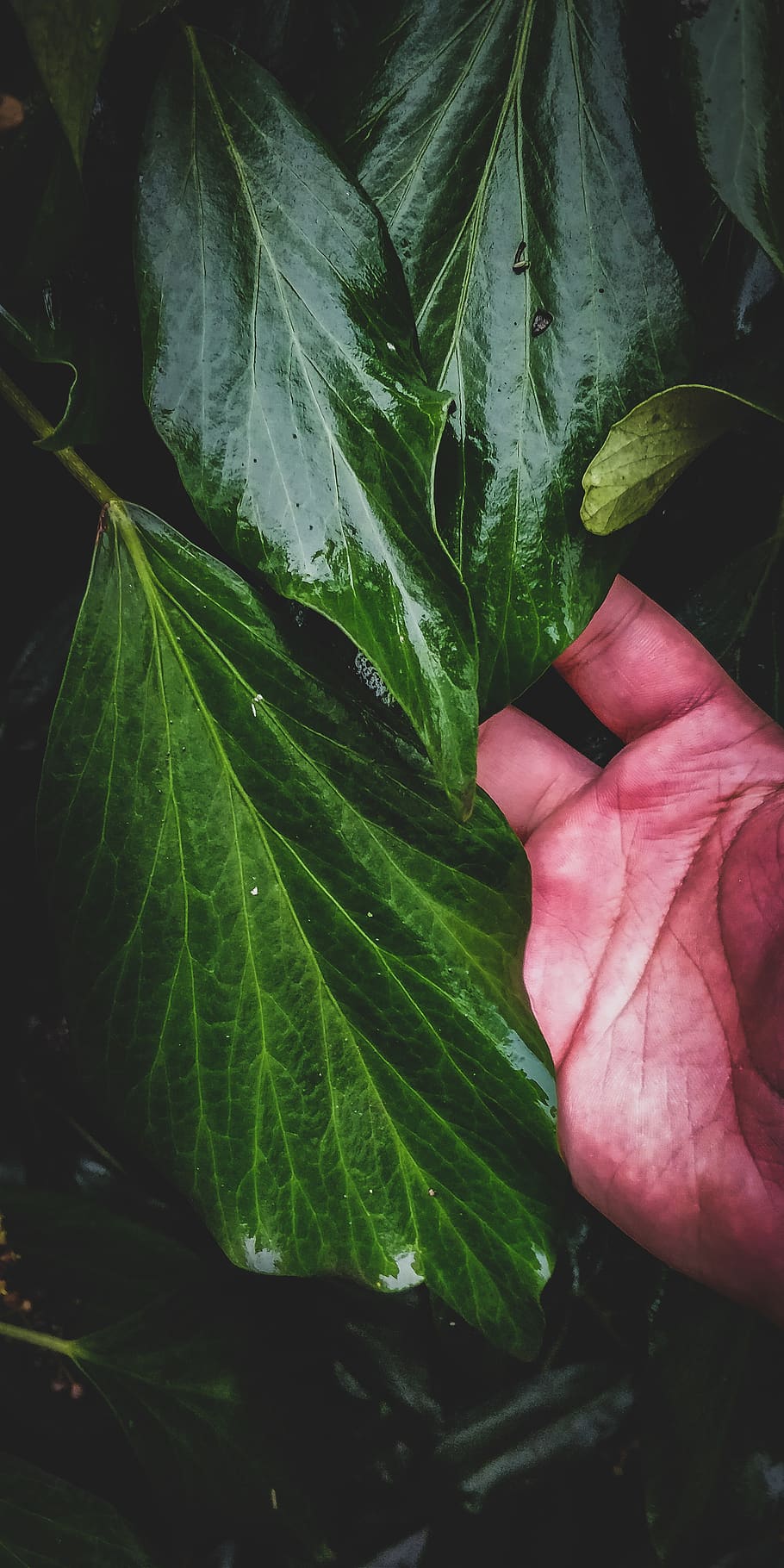 plant, green, tree, picking, hand, reach, autumn, fall, detail HD wallpaper