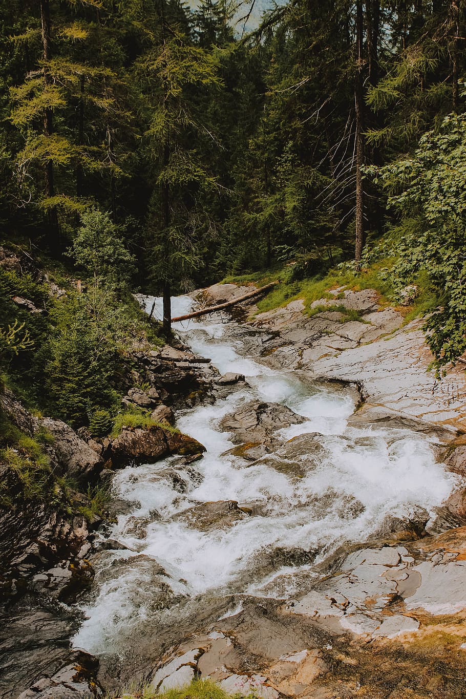 river between green leafed trees, plant, water, forest, beauty in nature HD wallpaper