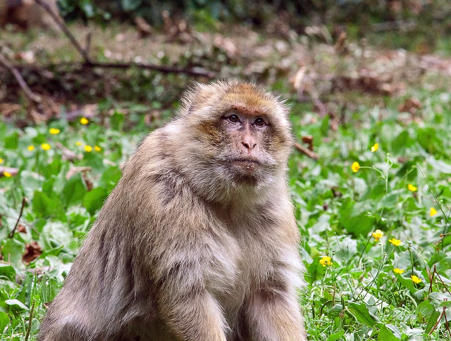 monkey, primate, mammal, animal, animal world, creature, nature HD wallpaper