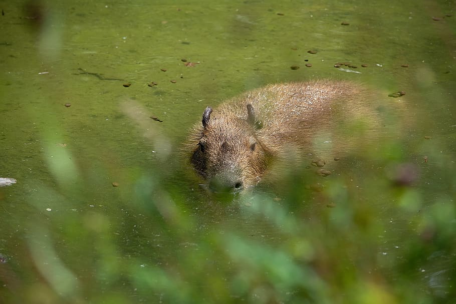 capybara, rodent, animal, mammal, nager, animal world, nature, HD wallpaper