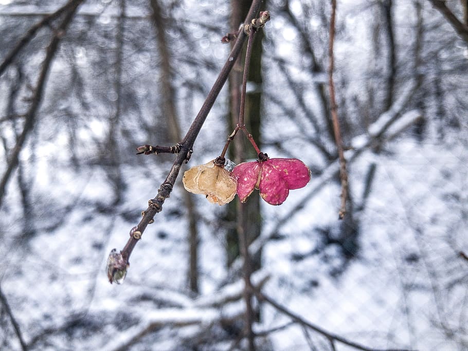 branches, trees, frozen, flowers, colors, outside, nature, white HD wallpaper