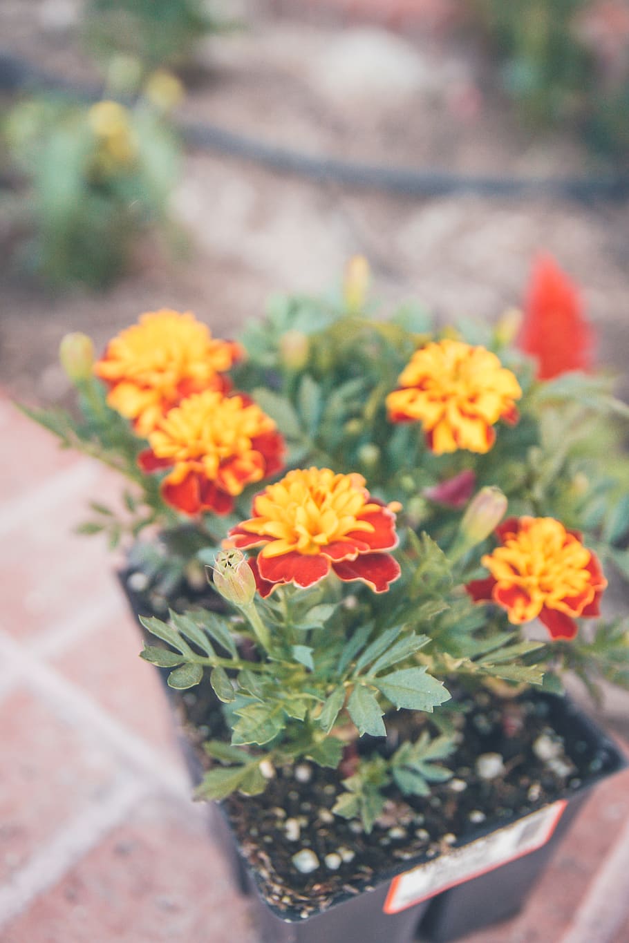 yellow petaled flower, flowering plant, freshness, beauty in nature HD wallpaper