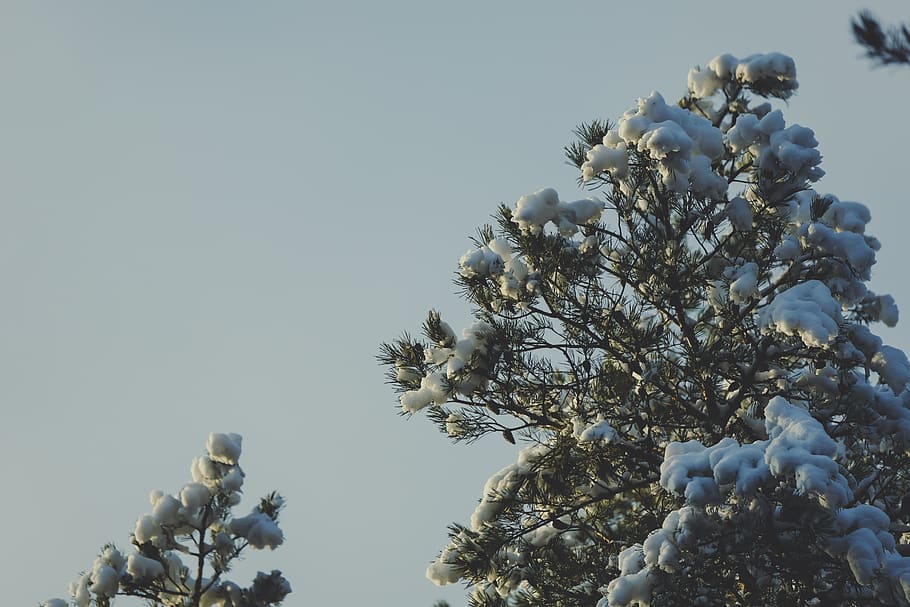 plant, tree, sky, clear sky, growth, nature, beauty in nature HD wallpaper