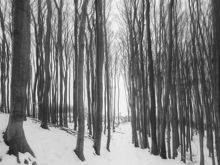 Photo of Bare Trees During Winter, branches, cold, environment HD wallpaper