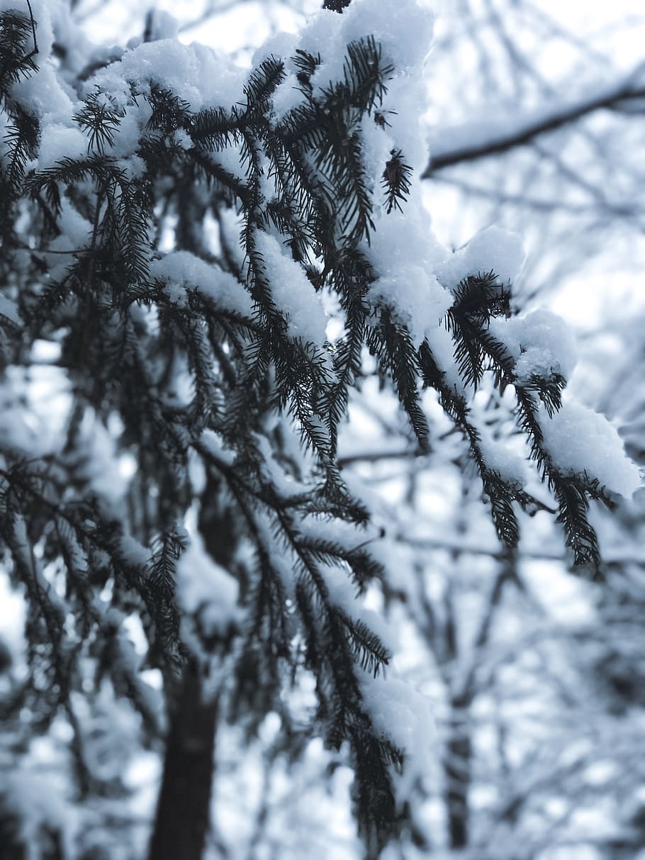 Winter, Tree, snow, macro, cold temperature, plant, no people HD wallpaper