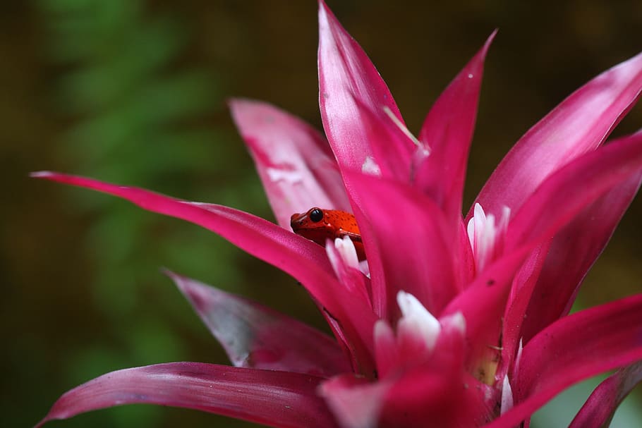 red, frog, pink, flower, flowering plant, fragility, vulnerability HD wallpaper