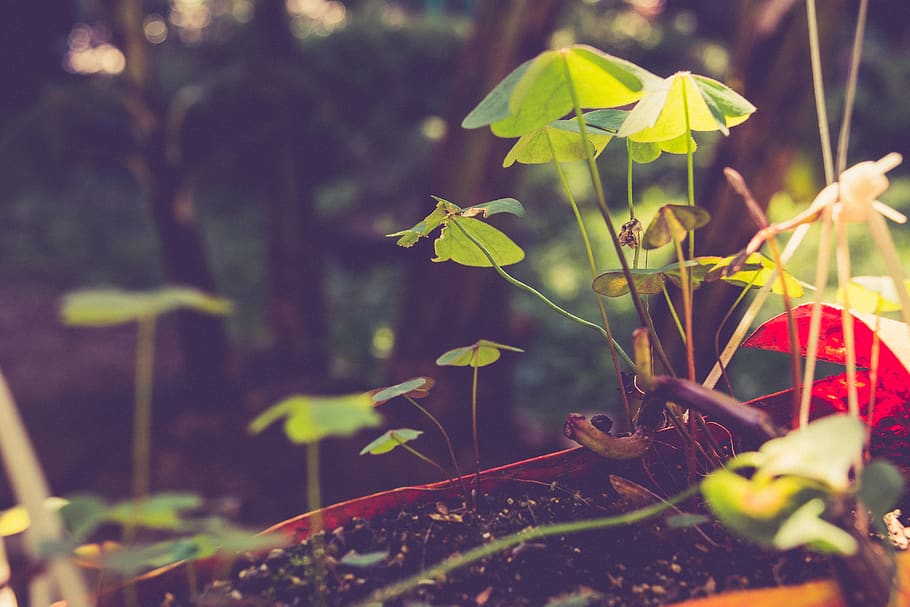 nature, plants, magical, growth, plant part, leaf, beauty in nature HD wallpaper