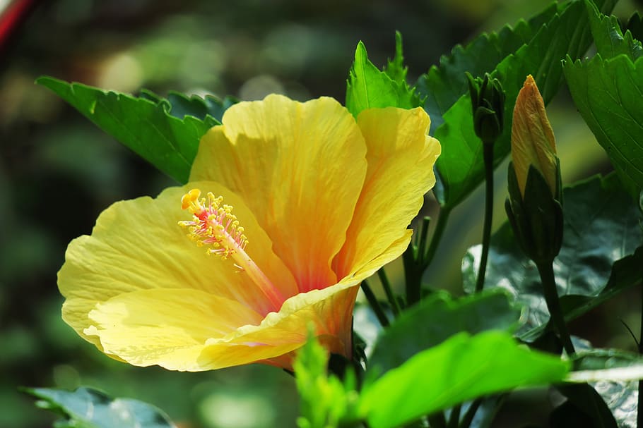 nature, plant, leaf, flower, garden, bloom, close-up, flower's HD wallpaper