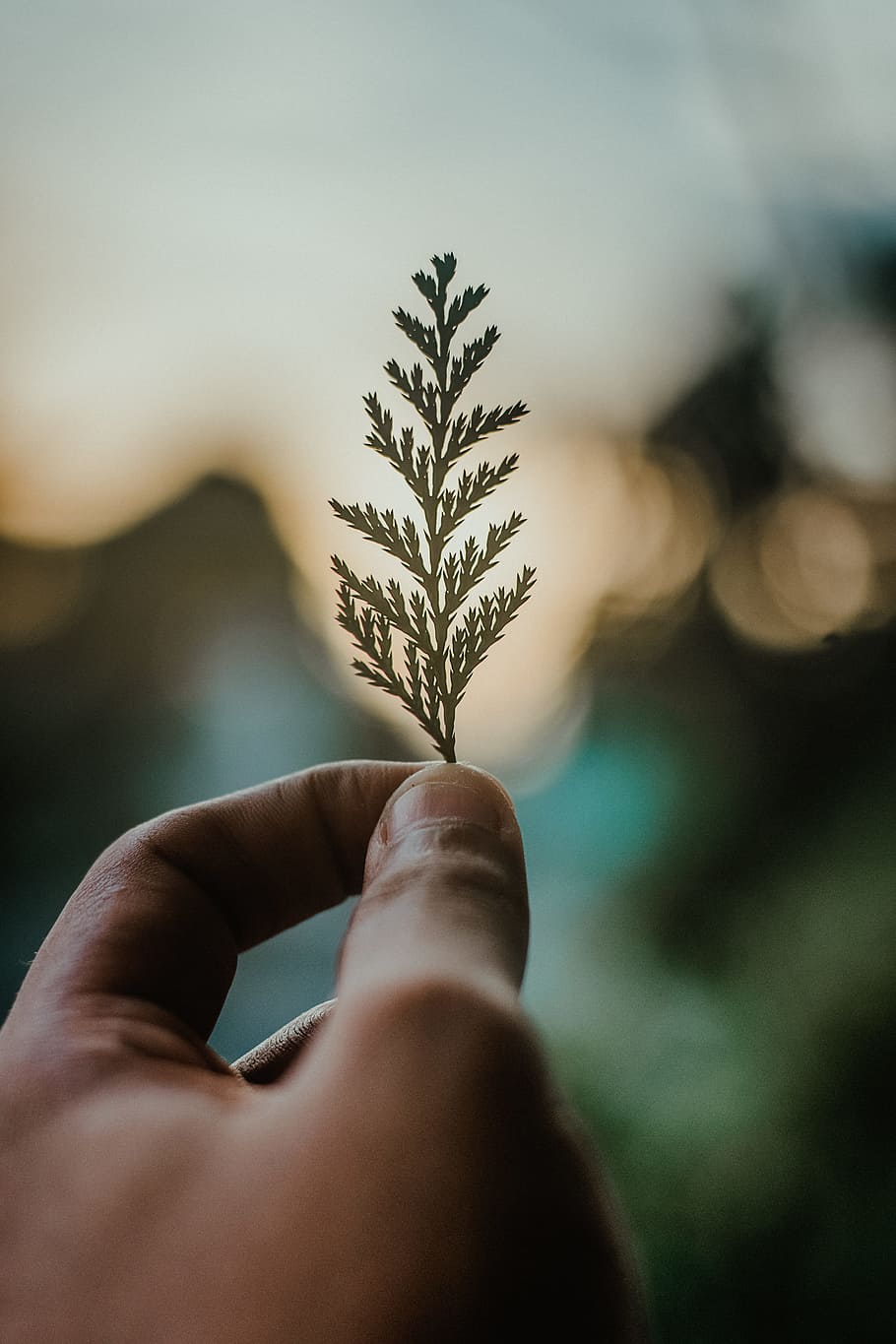 hd wallpaper person holding green leaf hand macro plant human hand human body part wallpaper flare person holding green leaf hand macro