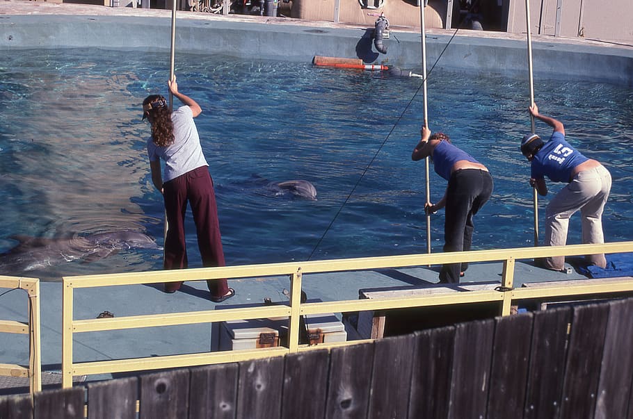 santa cruz, united states, dolphins, seymour, california, water