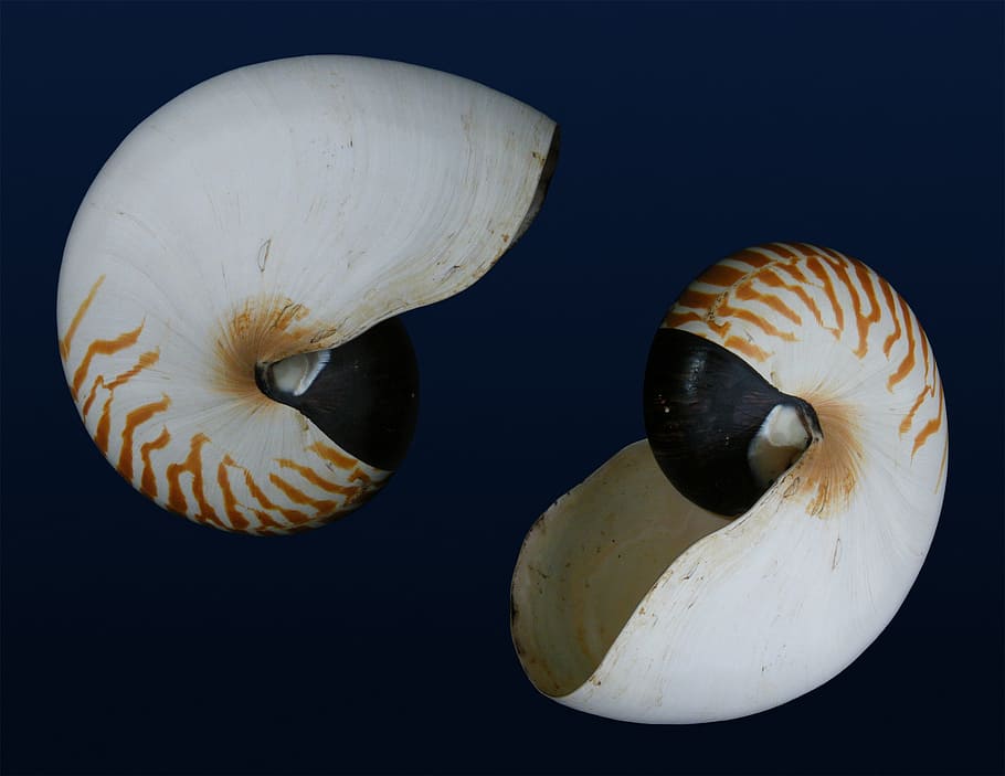 nautilus, shell, seep, nature, wild, animal, animal wildlife HD wallpaper