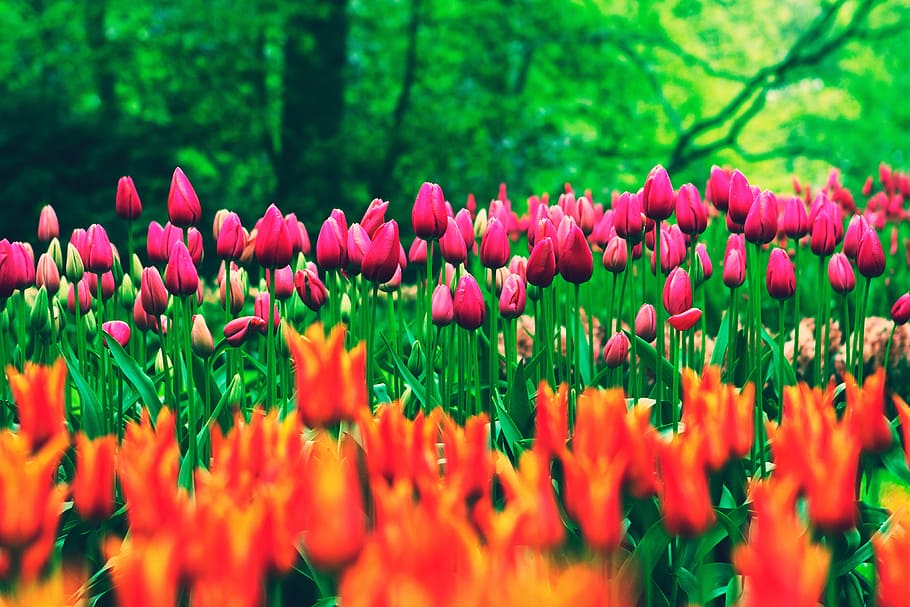 Tulip Flowers In Field, nature, plant, flowering plant, freshness HD wallpaper