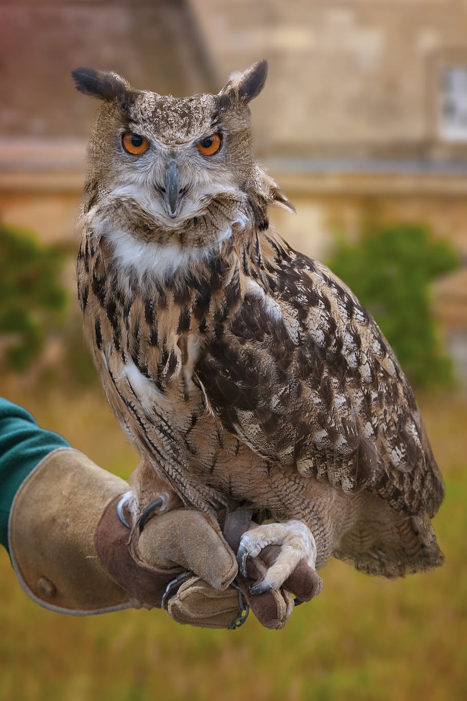 eagle owl, bird, portrait, animals in the wild, animal wildlife HD wallpaper