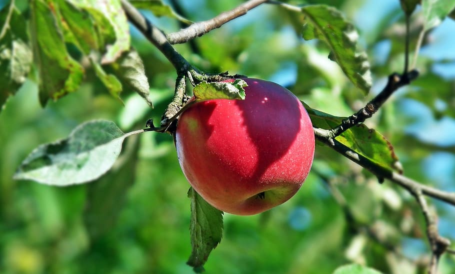 fruit, apple, red, nature, leaf, tree, eating, closeup, vitamins HD wallpaper