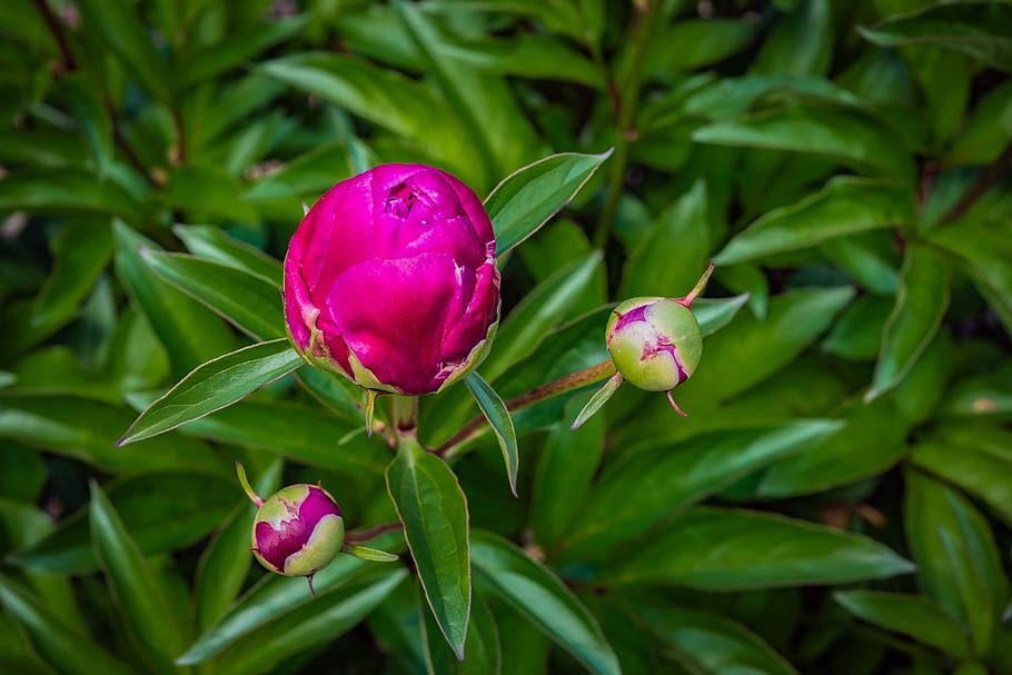 peony, bud, flower, red, spring, plant, growth, flowering plant HD wallpaper