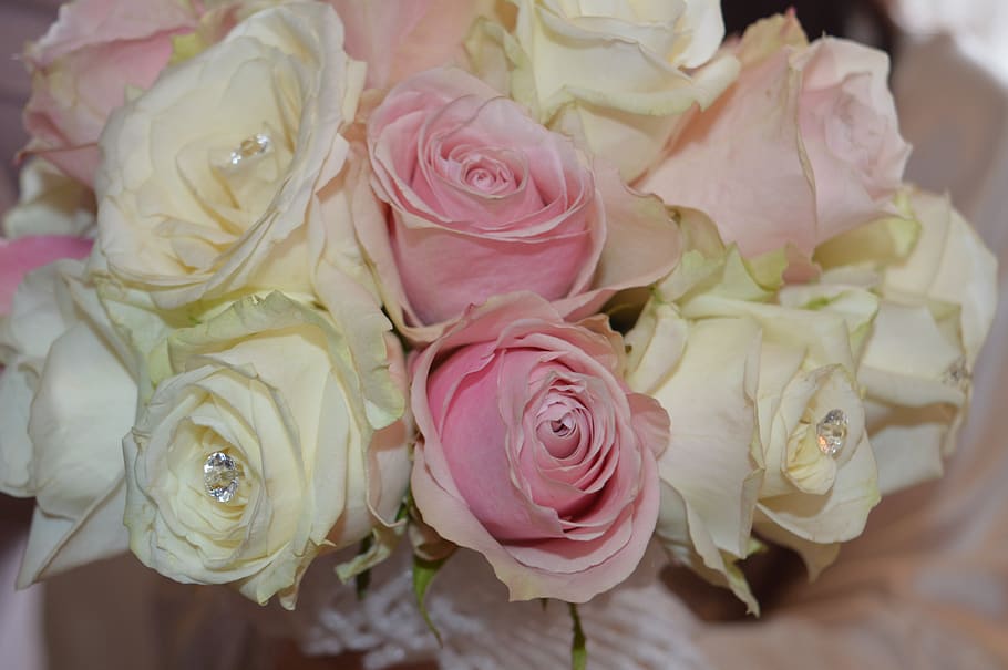 rose, pink, flower, wedding, bloom, nature, love, blossom, romantic HD wallpaper