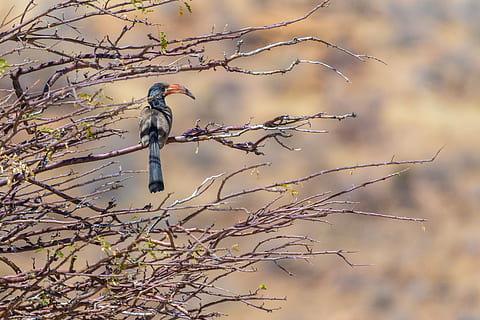 hornbills, bird, namibia, wild animal, animal world, africa HD wallpaper