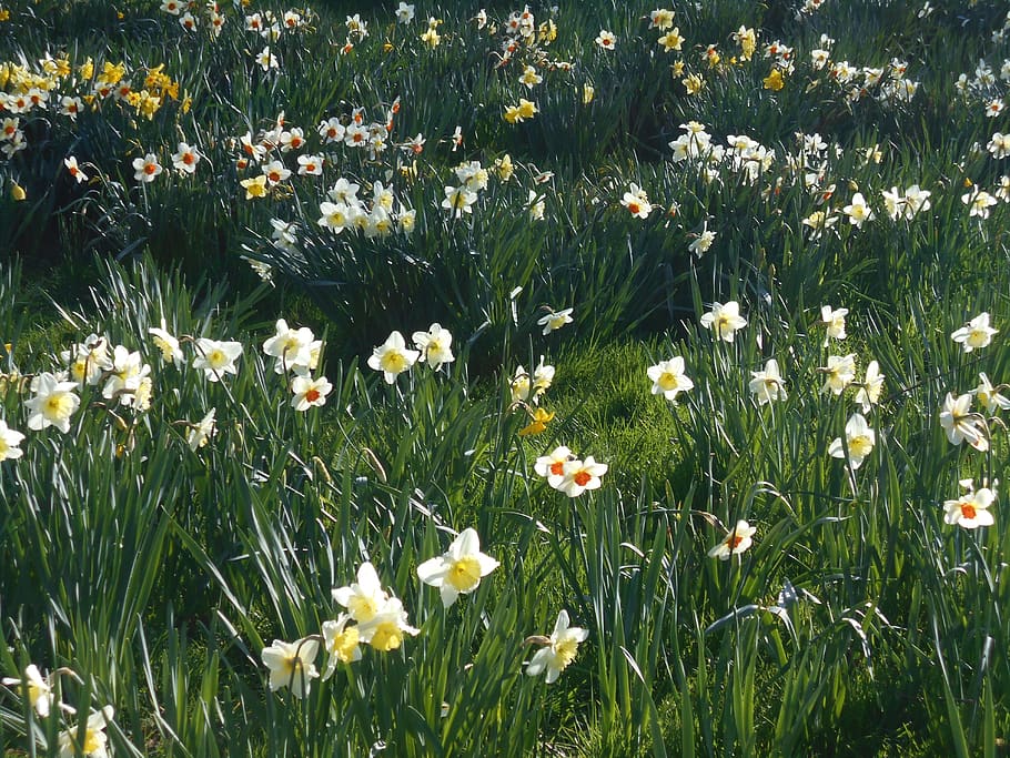 plant, blossom, flower, daffodil, bird, animal, tree, abies HD wallpaper