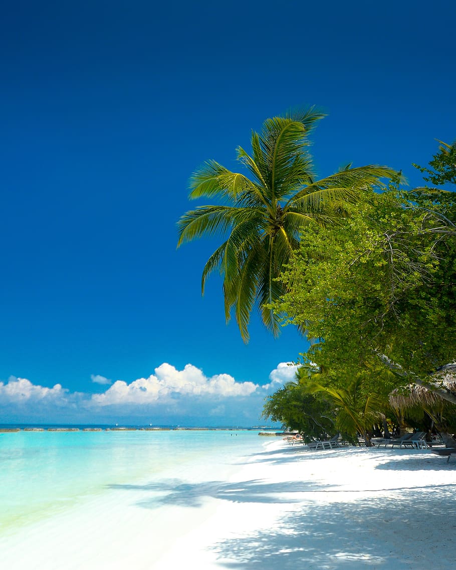green coconut tree near seashore, sky, water, scenics - nature HD wallpaper