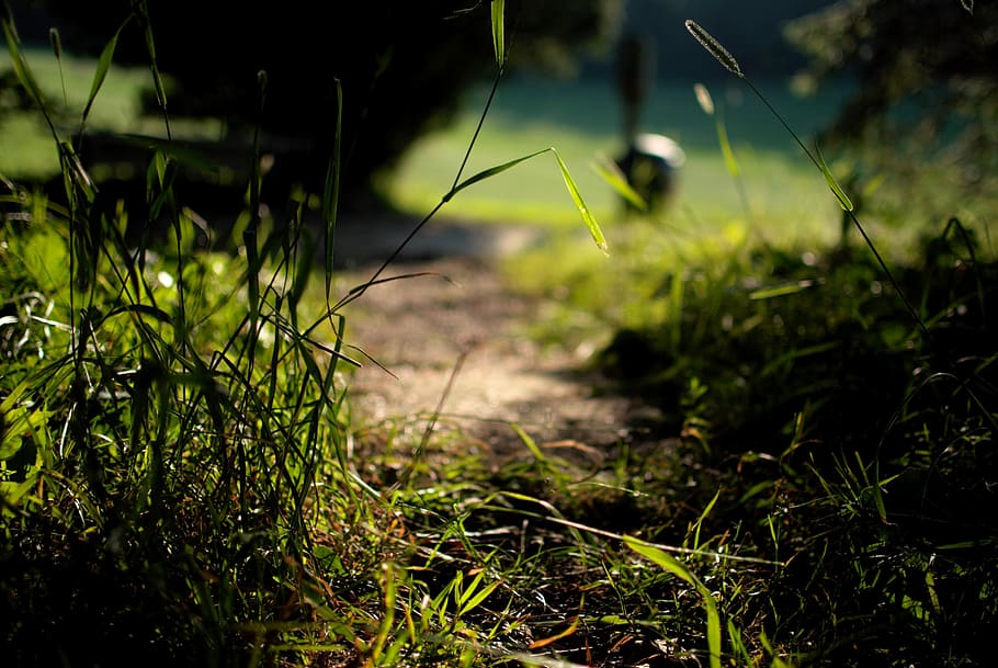 path, green, me, nature, grass, golden, sun, golden hour, plant HD wallpaper