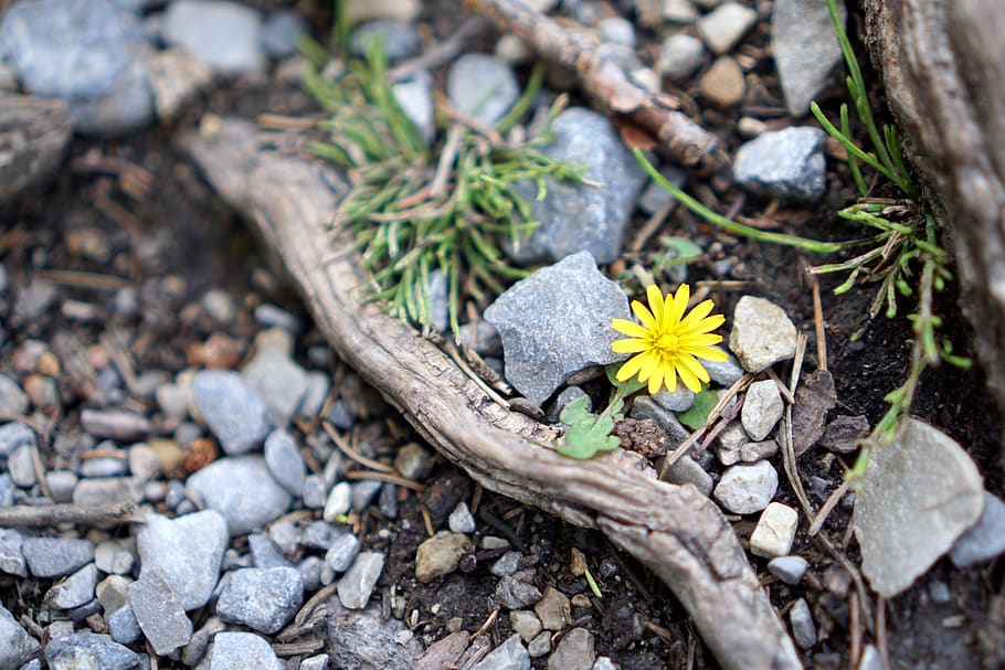canada, banff, flower, flowering plant, nature, beauty in nature HD wallpaper