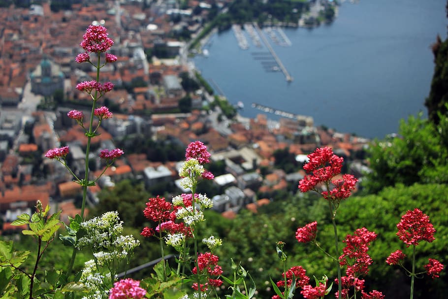 como, italy, view, lake, green, skyline, flower, flowering plant HD wallpaper