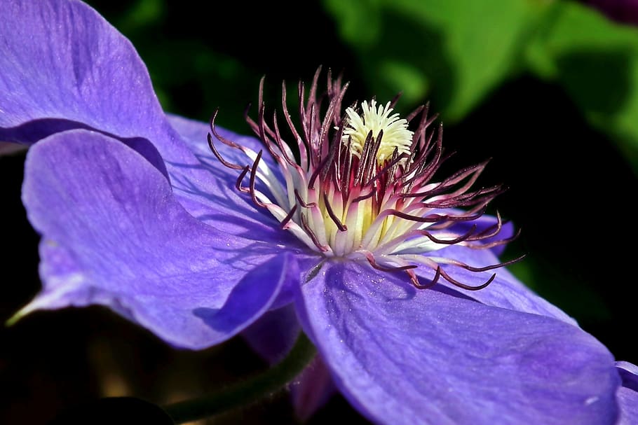 flower, clematis, creeper, blue, nature, closeup, garden, spring HD wallpaper