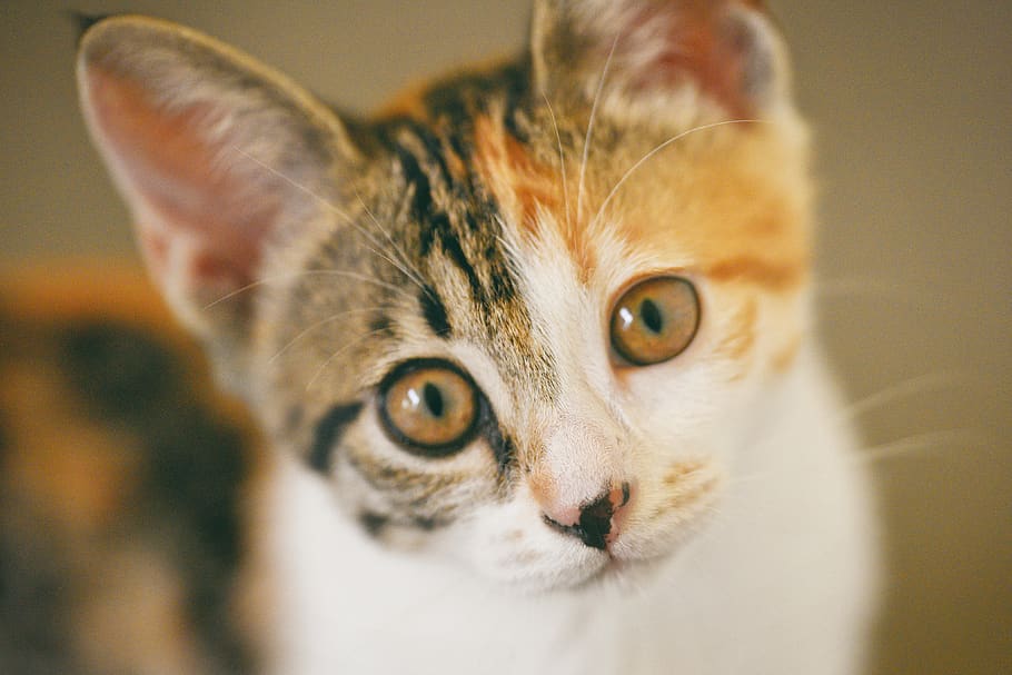 cat, eye, animal themes, pets, domestic cat, one animal, feline HD wallpaper