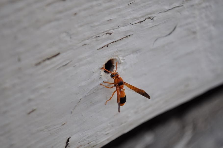 nature, insect, animal, spring, hornet, wasps, wood, wings HD wallpaper