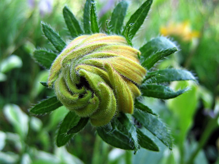 Yellow Flower Bud Selective Focus Photography, closeup, flora HD wallpaper