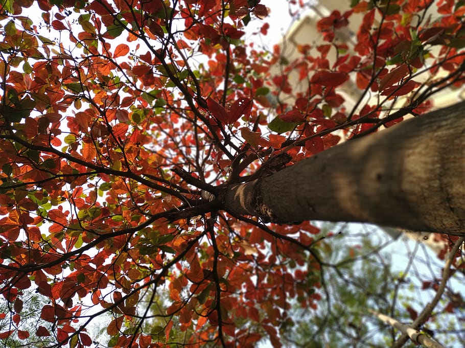 tree, plant, leaf, maple, pune, india, f2 hari, bird, animal HD wallpaper