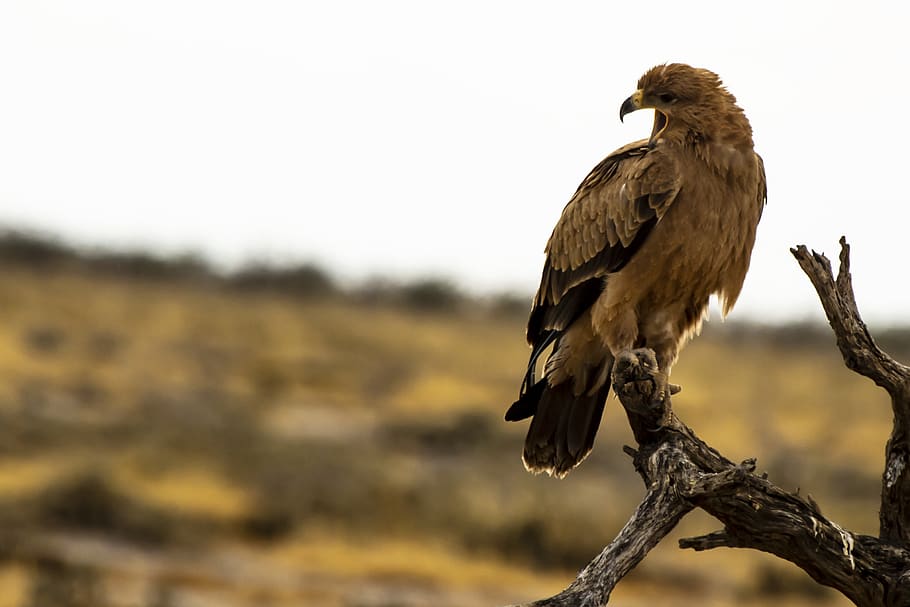 hawk on tree branch, animals in the wild, animal wildlife, animal themes HD wallpaper