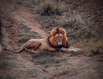 HD wallpaper: lion, animal, safari, wildlife, zoo, male, nature, mammal,  portrait | Wallpaper Flare