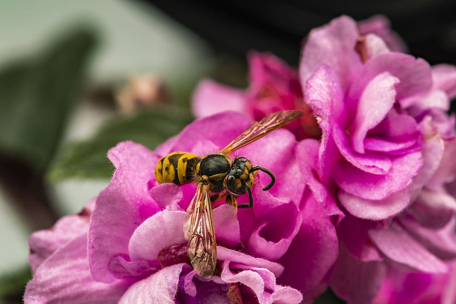 macro, nature, bee, green, spring, plant, leaves, flower, life HD wallpaper
