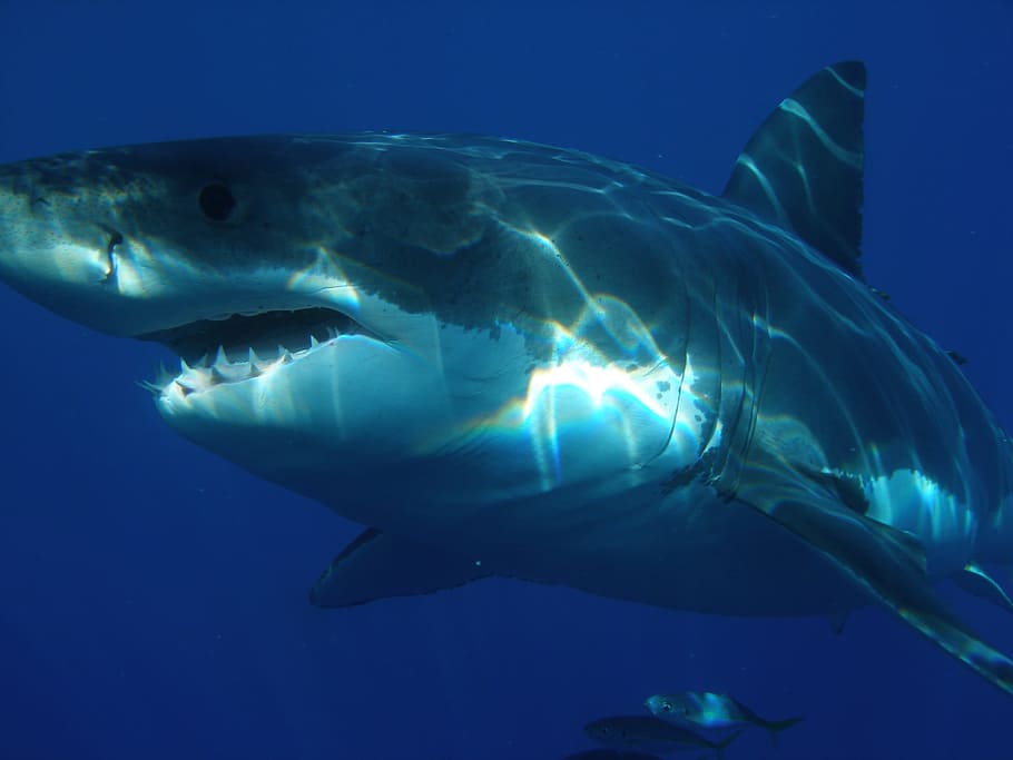 white, shark, fish, deadly, powerful, sea, blue, ocean, deep HD wallpaper