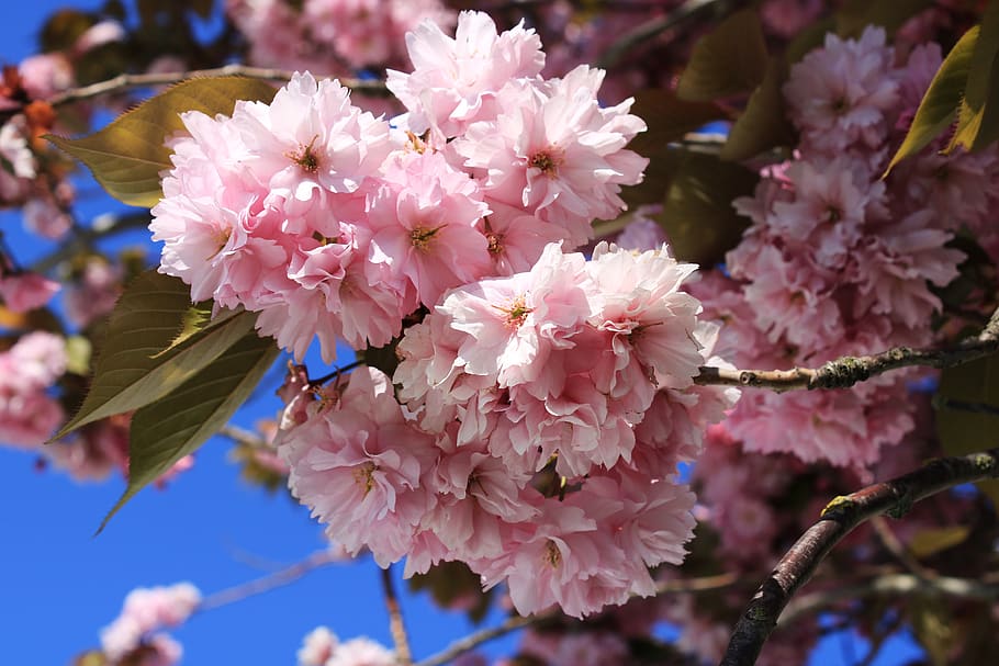 HD wallpaper: cherry blossom, japanese cherry, smell, bloom, japanese ...