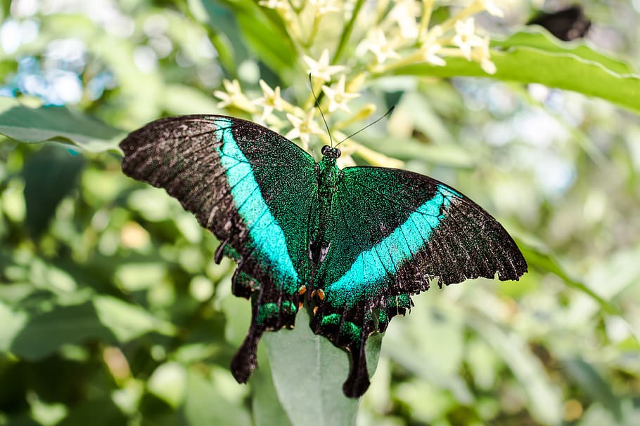 butterfly, macro, nature, insect, animal world, wing, colorful HD wallpaper