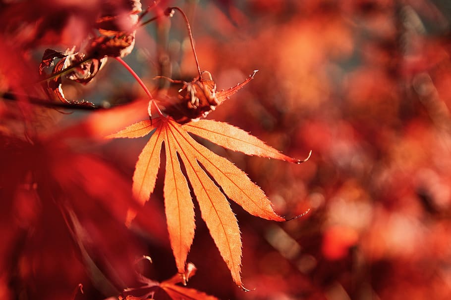 japan, maple, autumn, red, nature, leaf, maple leaf, fall color HD wallpaper