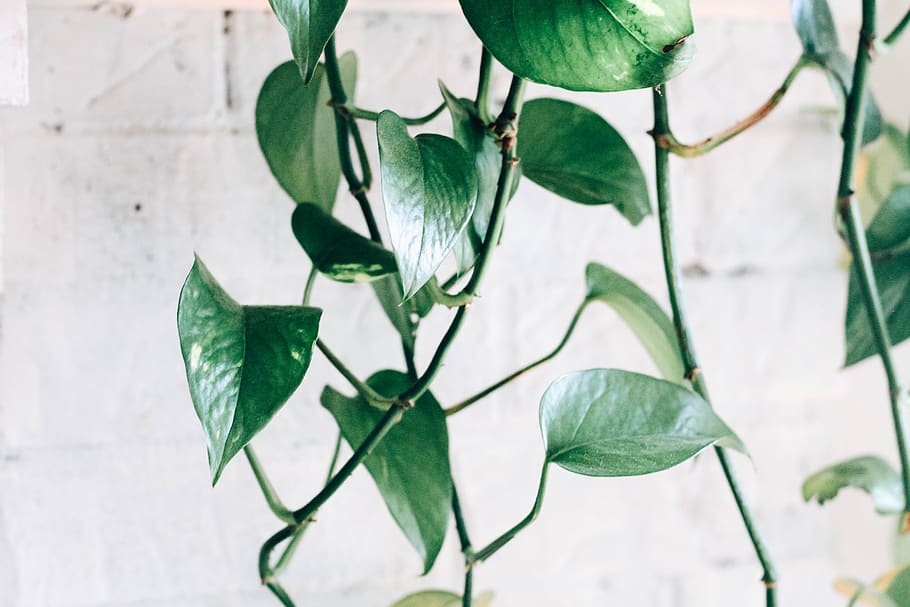 green-leafed plants, plant part, growth, close-up, green color HD wallpaper