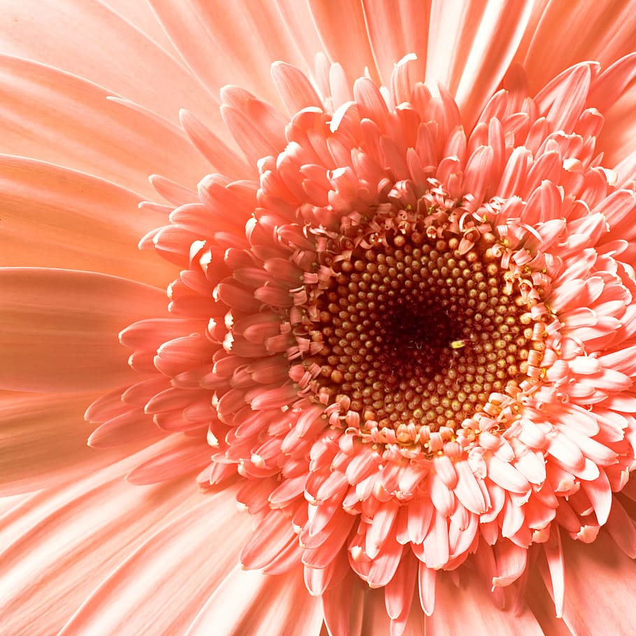 con2011, beautiful, bloom, blossom, bright, detail, flora, flower HD wallpaper